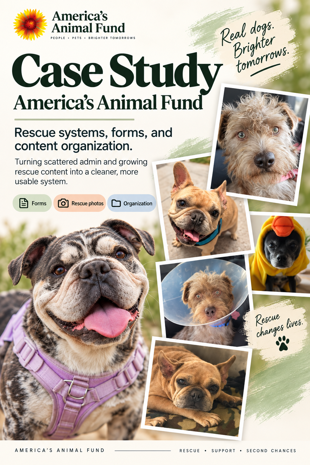 Americas Animal Fund nonprofit development and rescue impact case study